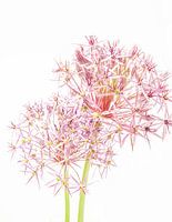 Blumenkunst