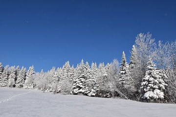 Een besneeuwd bos na een storm van Claude Laprise