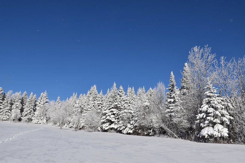 A snowy forest after a storm by Claude Laprise
