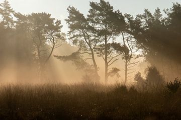 zonnestralen in de mist van Tania Perneel