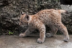 Un minuscule chaton lynx arrive pour vivre les aventures d'un courageux petit bébé. sur Michael Semenov