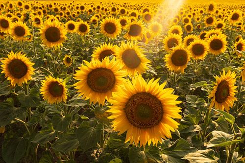 Field of sunflowers against the light