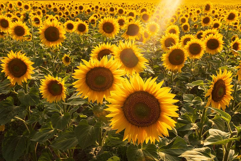Field of sunflowers against the light by Flatfield