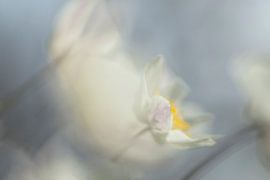 Anemone impression by Birgitte Bergman