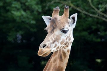 Giraffe by Elisabeth De Potter