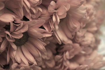 Beige spray chrysanthemums - timeless floral picture for the wall by Doortje Kwakkel