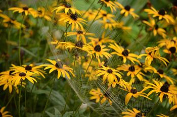 Rudbeckia met spin in web.