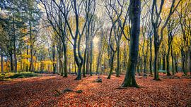 Speulderbos und Sprielderbos im Herbst von eric van der eijk