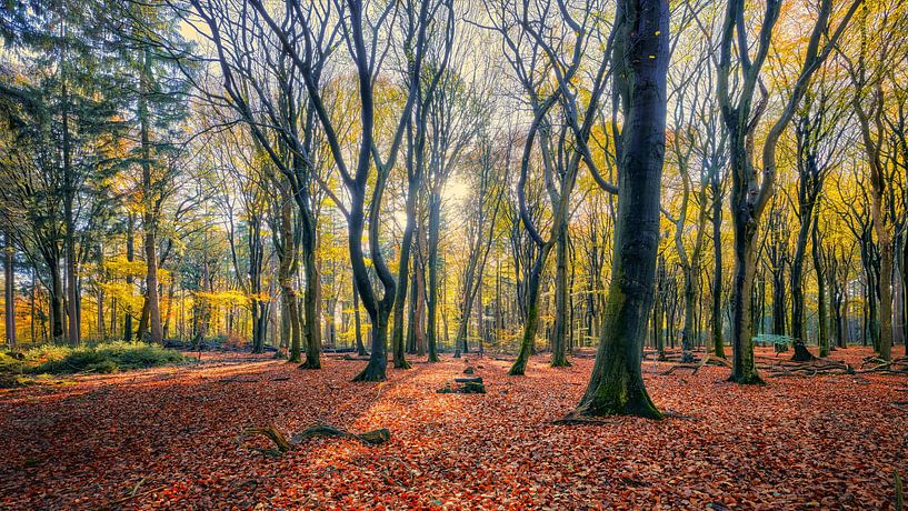 Speulderbos and Sprielderbos in autumn by eric van der eijk