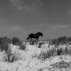 Ameland Paard in de duinen van Paul Veen