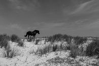 Ameland Pferd in den Dünen von Paul Veen Miniaturansicht