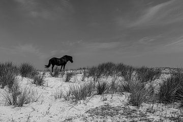 Ameland Pferd in den Dünen von Paul Veen