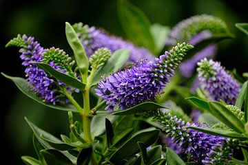 Pflanze mit violetten Blüten von Carla van Zomeren