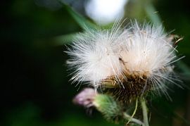 Chardon en fleur sur Byroosmarijn