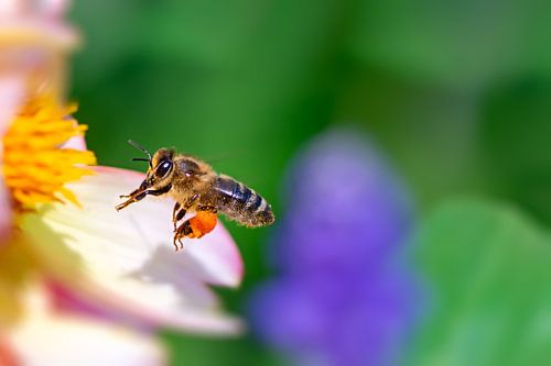 Abeille s'approchant d'un dahlia