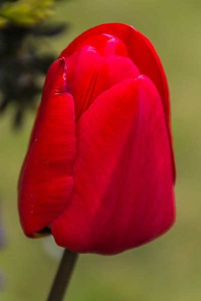 Gesloten tulp van didier de borle