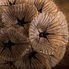 The warm brown tones of dried Scabiosa by Marjolijn van den Berg