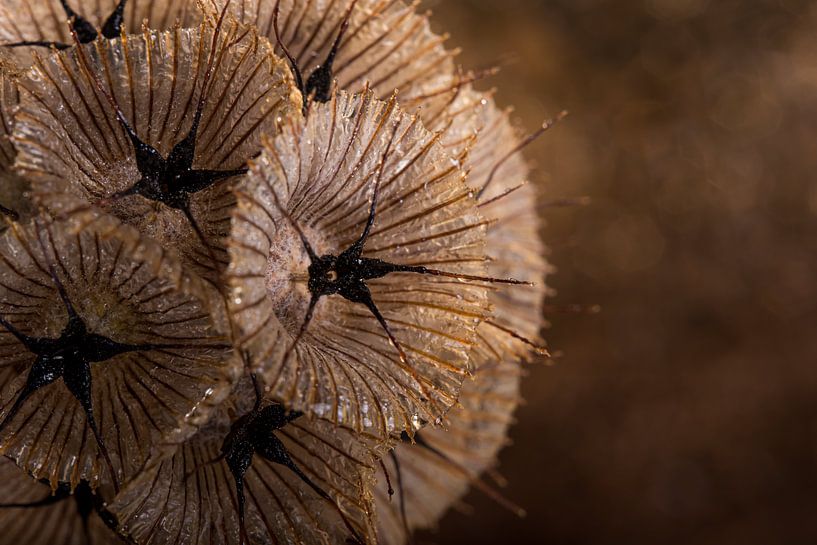 Die warmen Brauntöne der getrockneten Scabiosa von Marjolijn van den Berg