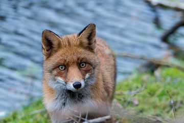 Fox by Adriaan Westra