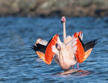 Flamingo's Grevelingenmeer van Lies Bakker