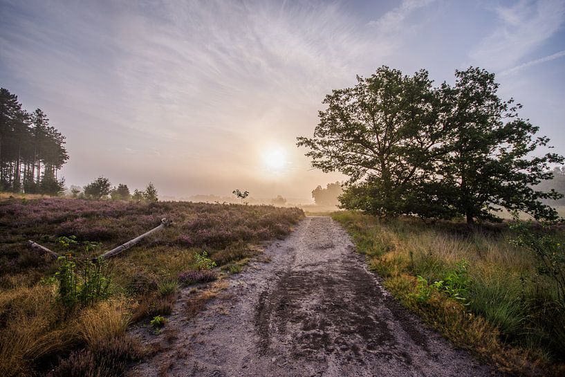 golden morning by Bart Liesenborgs