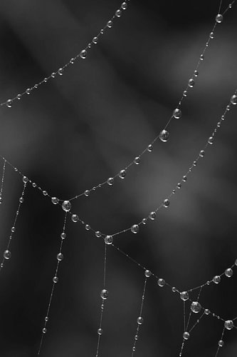 Intricate Spider Web Covered in Morning Dew Drops Monochrome
