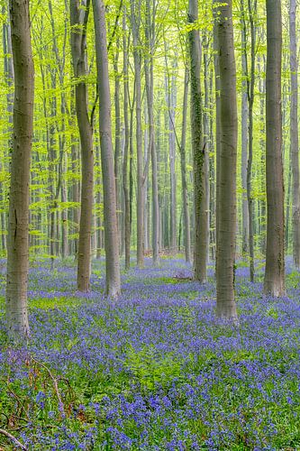 Morning, the Haller forest with forest hyacinths