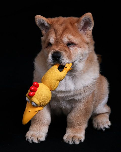 chowchow by peterheinspictures