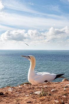 Baßtölpel mit Aussicht