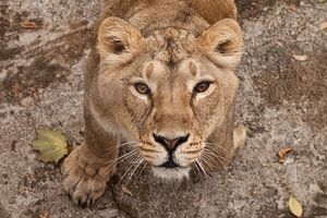 Der durstige Blick einer großen Raubkatze einer weiblichen Löwin von unten nach oben, die Augen träg von Michael Semenov