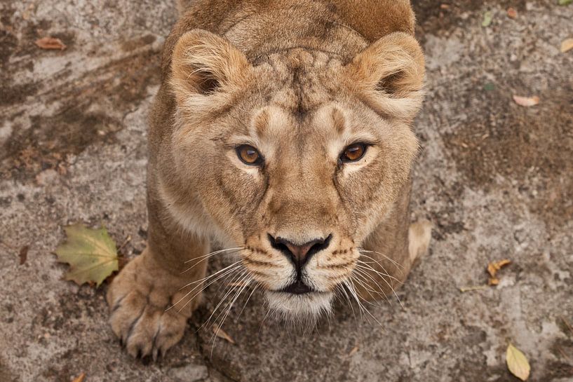 De dorstige blik van een grote roofkat van een vrouwtjesleeuwin van onderen, de ogen lome bruin-ebbe van Michael Semenov