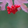 The red berries of the Gelderse Roos - Viburnum opulus by whmpictures .com