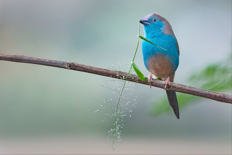 Blue-waxbill-(Uraeginthus-angolensis) by Ed Peeters