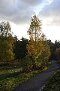 Radweg durch die Natur