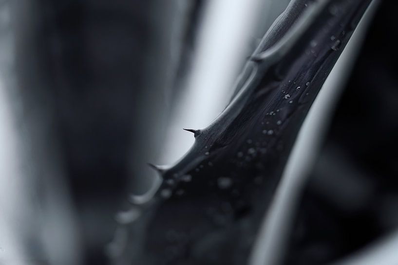 Agave doorn van Patrick Haleyt Photography