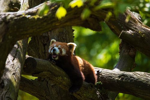 Gapende rode panda van Beeldspraak