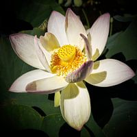 White lotusflower