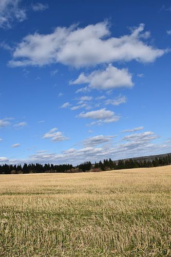 Een veld na de herfstoogst