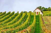 Im Weinberg im Herbst
