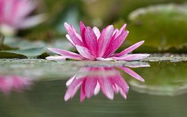 Water lily double colored by Natuurpracht   Kees Doornenbal