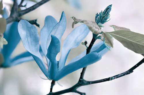 Blauw