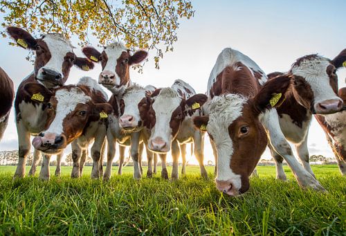 nieuwsgierige koeien nemen een kijkje
