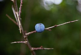 Blueberry by Anke Winters