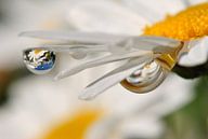 Margeritenblüte mit Spiegelung im Tropfen von Susanne Herppich Miniaturansicht