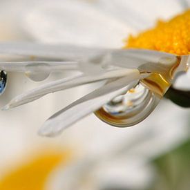 Margeritenblüte mit Spiegelung im Tropfen von Susanne Herppich