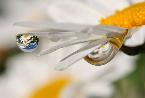Daisy blossom with reflection in the drop
