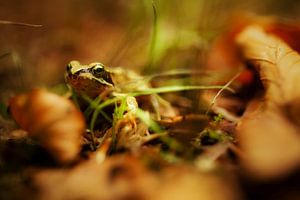 What the Frog?