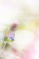 Tendresse