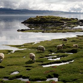 Friedlich grasende Schafe in Scallastle Bay, Mull, Schottland von Rob van Hilten