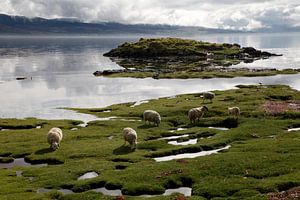 Schapen grazen rustig bij Scallastle Bay, Mull, Schotland van Rob van Hilten